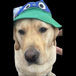 The best dog