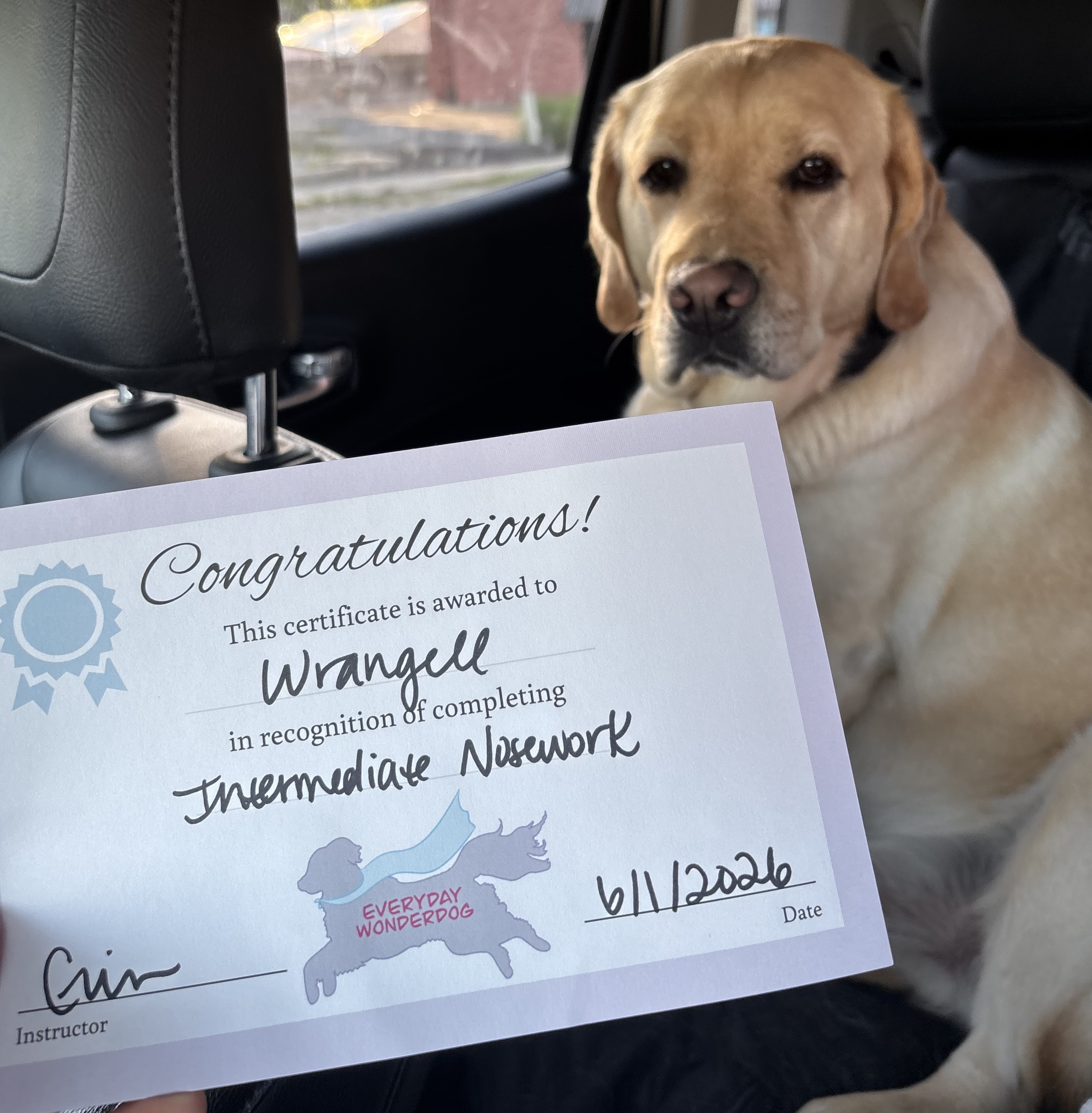 Wrangell with his nose work graduation certificate